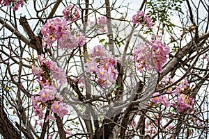 Pind tecoma, Pink trumpet tree