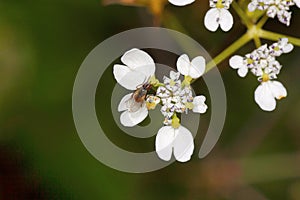 Pinda concanensis, Lonavla, Maharashtra