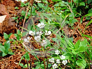 Pinda Concanensis, a species of flower found in Kaas Plateau