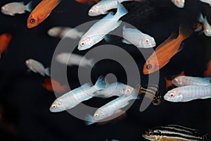 Pindani (Pseudotropheus socolofi albino) aquarium fish