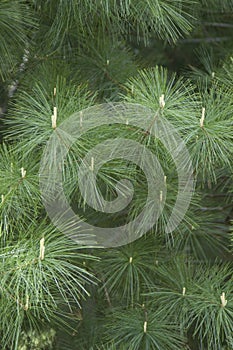 Pine