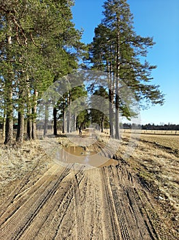 pine alley in the daytime