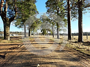 pine alley in the daytime