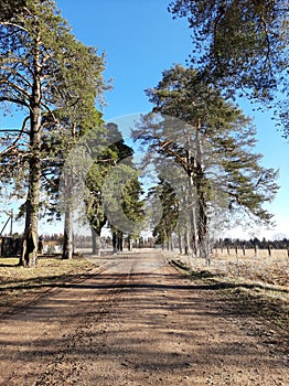 pine alley in the daytime