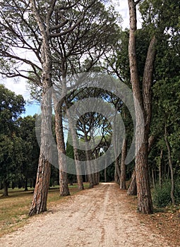 Pine alley in Golden Cape Forest Park Zlatni rt, Rovinj Rovigno - Istria, Croatia