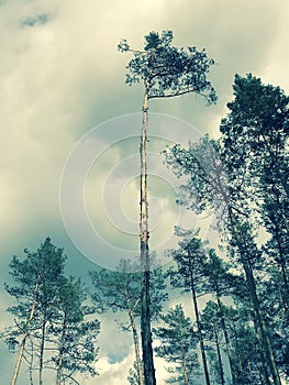 Stunning pine trees sway in front of the clouds - SPRING photo