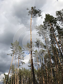 Slender and extremely tall pine trees blow in the breeze- UKRAINE - SPRING- NATURE photo