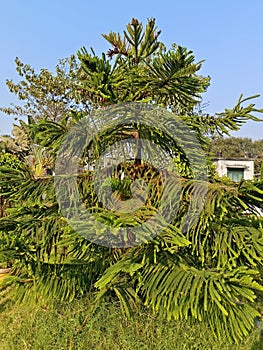 A pine is any conifer tree or shrub in the garden