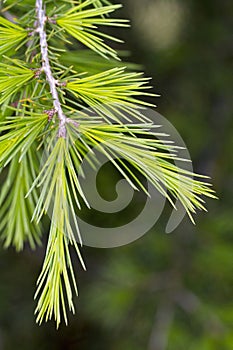 Pine tree branch photo