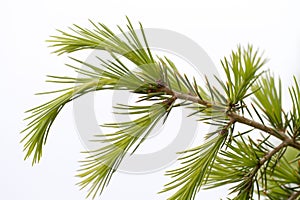Pine tree branch photo