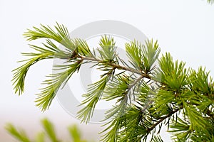Pine tree branch photo
