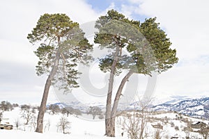 A pine is any conifer tree or shrub in the genus Pinus of the family Pinaceae. photo
