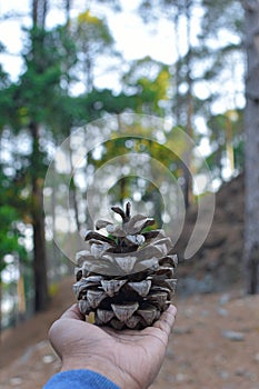 Pine Fruit Nut photo