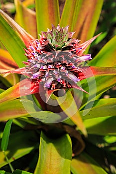 Pine apple fruit plant in close up