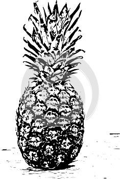 Pine-apple Sketch vector