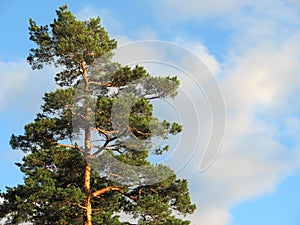 Pine on a background of the blue sky