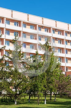 Pine on the background of the hotel building