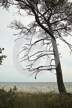 Pine on the Baltic Sea coast, Latvia