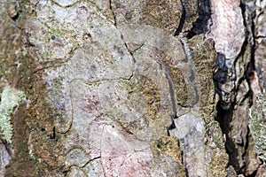 Pine bark