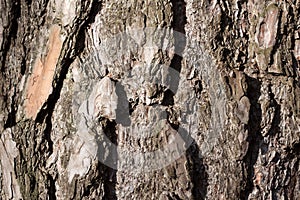 Pine bark