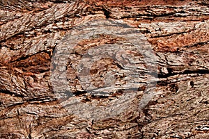 Pine bark