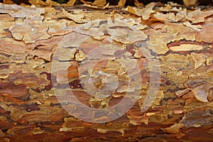 Pine Bark