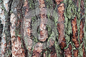 Pine bark