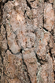 Pine bark