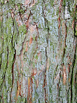 pine bark