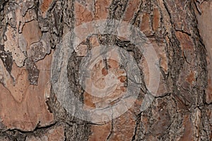 Pine bark