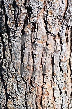 Pine bark