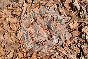 Pine bark