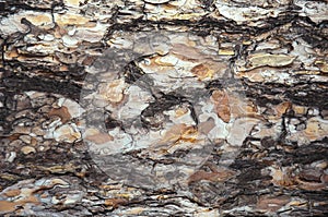 Pine bark