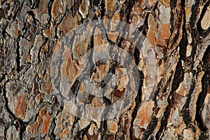 Pine bark