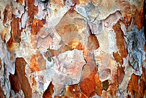 Pine bark