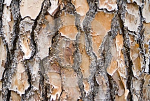 Pine Bark Background Landscape