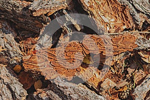 Pine bark and bark beetles