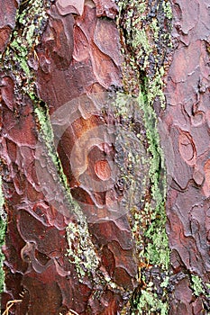 Pine bark close-up.