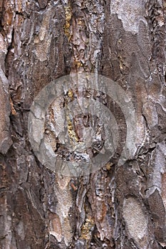Pine bark close up background or texture.