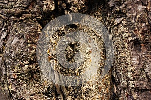 Pine bark close up background or texture.