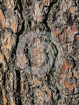 Pine bark