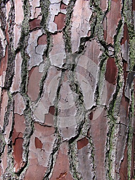 Pine bark closeup