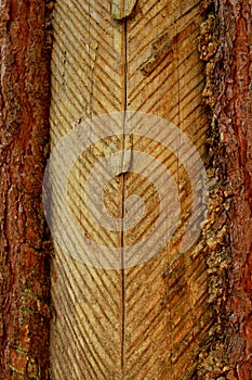 Pine bark with cut signs for collecting resin