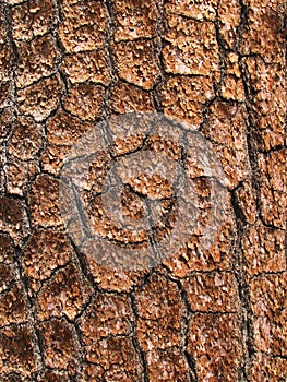 Pine bark detail