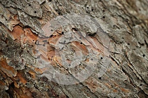 Pine Bark Infested by Beetles