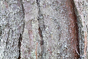 Pine bark with lichen