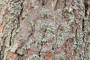 Pine bark with lichen