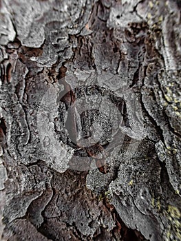 Pine bark - macro detail