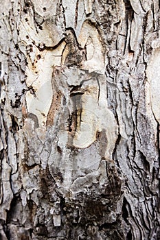 Pine bark