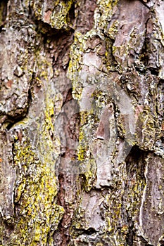 Pine Bark with Mossy Green Lichen